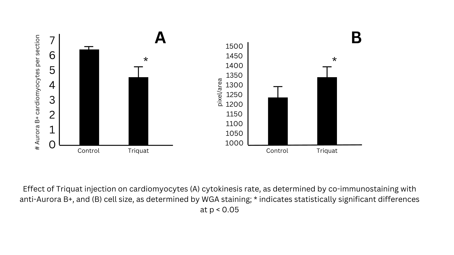 Effect of Triquat on cardiomyocyte cytokinesis and cell size